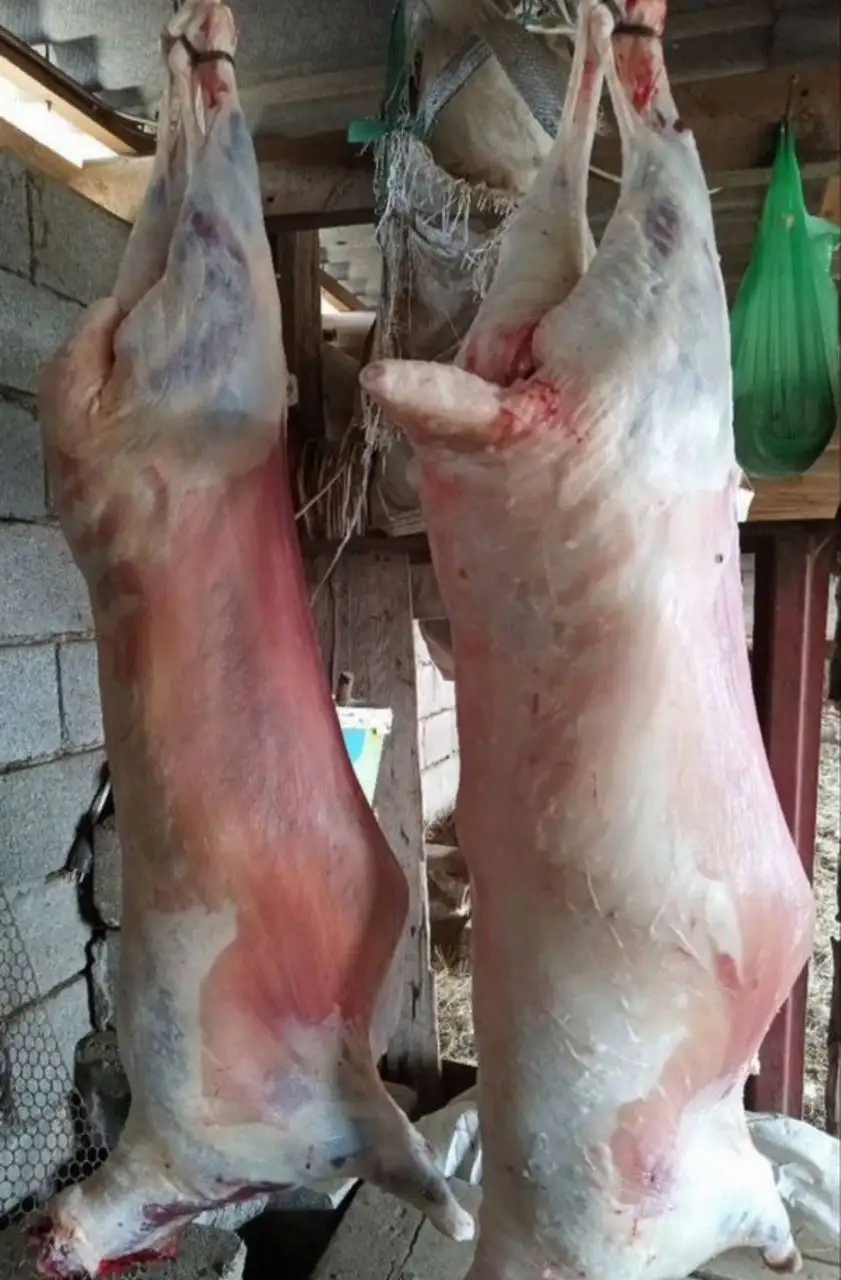 Продажа молодой баранины халяль в Тюмени - Продукты животноводства (Животные) в Тюмень