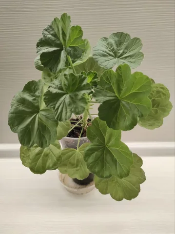 Продается пеларгония (герань) с красными цветами - Самокаты в Тюмень