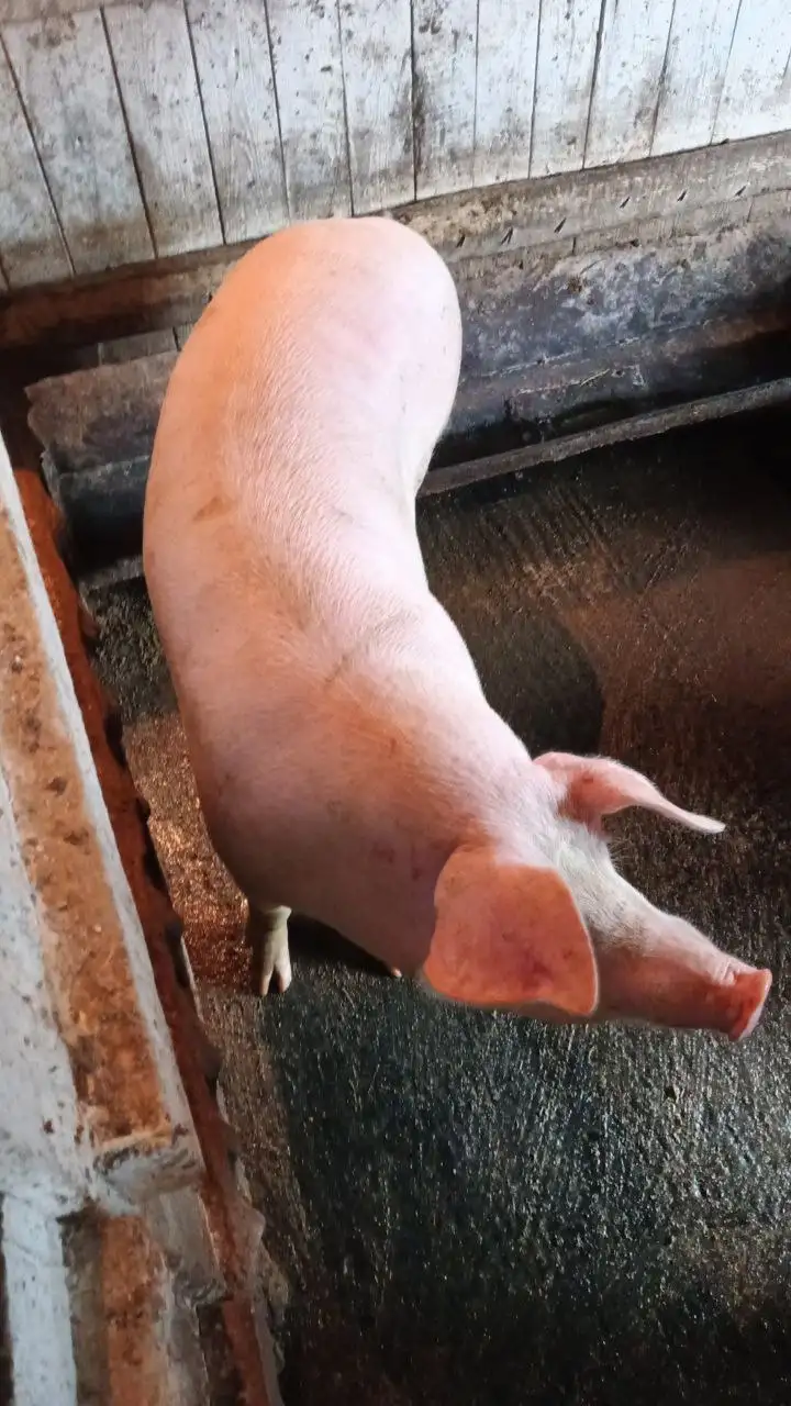 Продукты сельского хозяйства в Тюмени - Продукты (Барахолка) в Тюмень