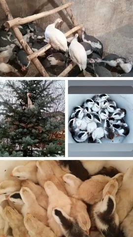 Продажа цесарок и цесарят в Оренбурге - Животные в Оренбург