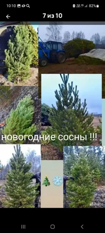 Продажа новогодних ёлочек - Хобби и отдых в Оренбург