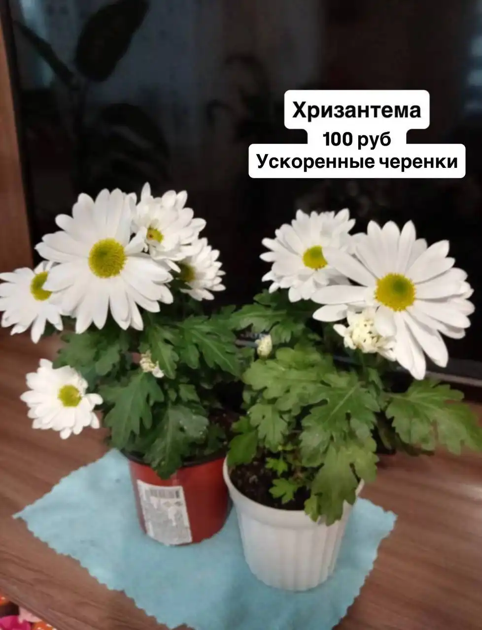 Продажа комнатных растений в Оренбурге