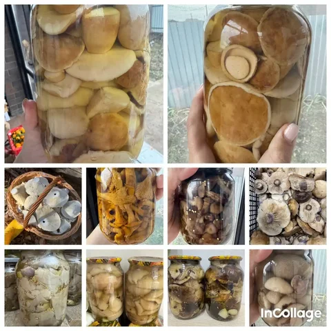 Маринованные грибы к новогоднему столу - Барахолка в Оренбург