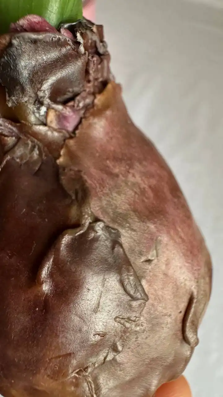 Свеча гиацинт