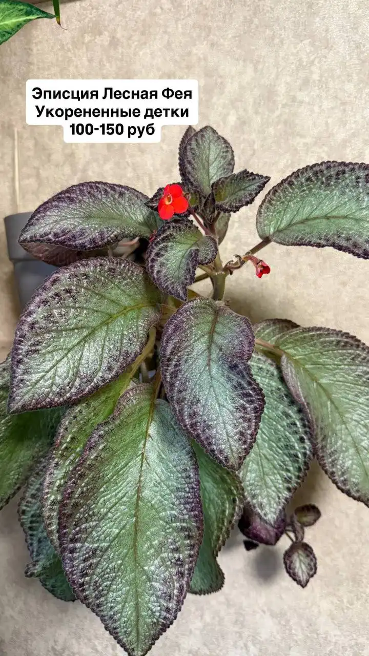 Продажа комнатных растений - Комнатные растения (Хобби и отдых) в Оренбург