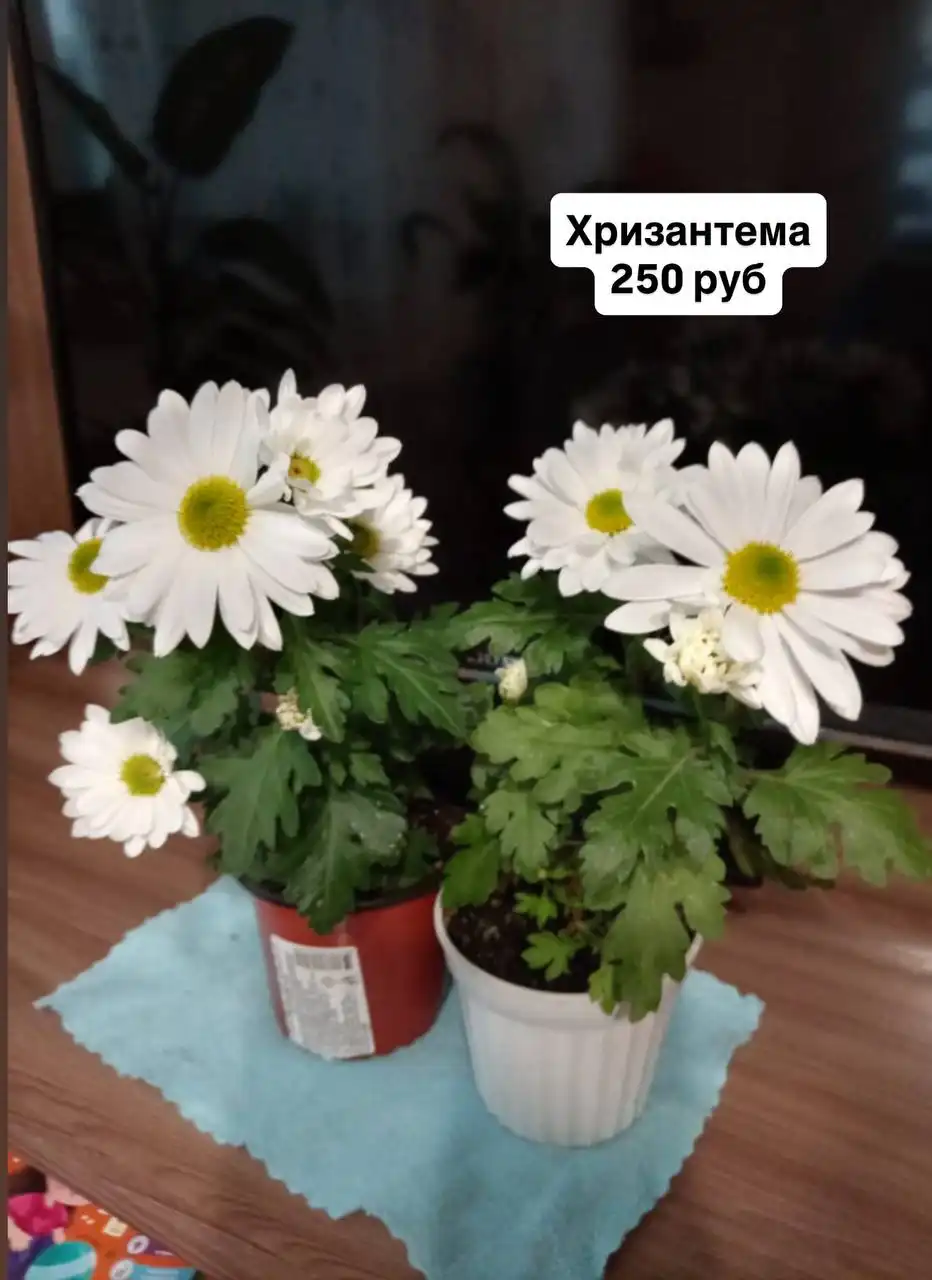 Продажа комнатных растений - Комнатные растения (Хобби и отдых) в Оренбург