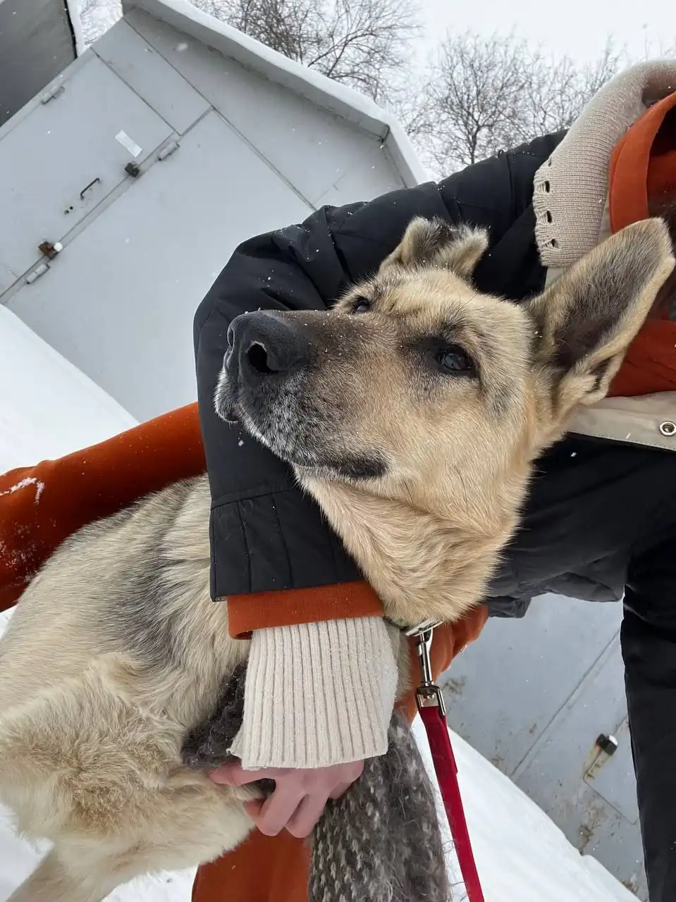 Ищет дом Вео, спасенная от живодёра - Собаки (Животные) в Оренбург