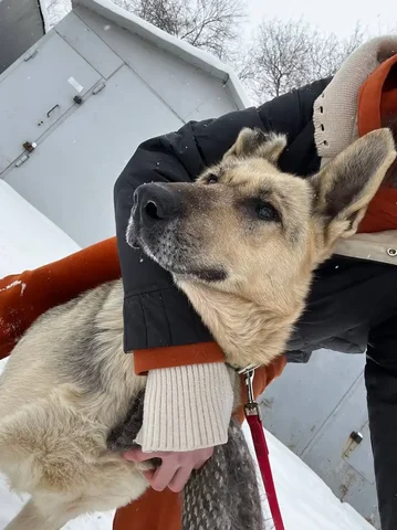 Ищет дом Вео, спасенная от живодёра - частное объявление в Оренбург