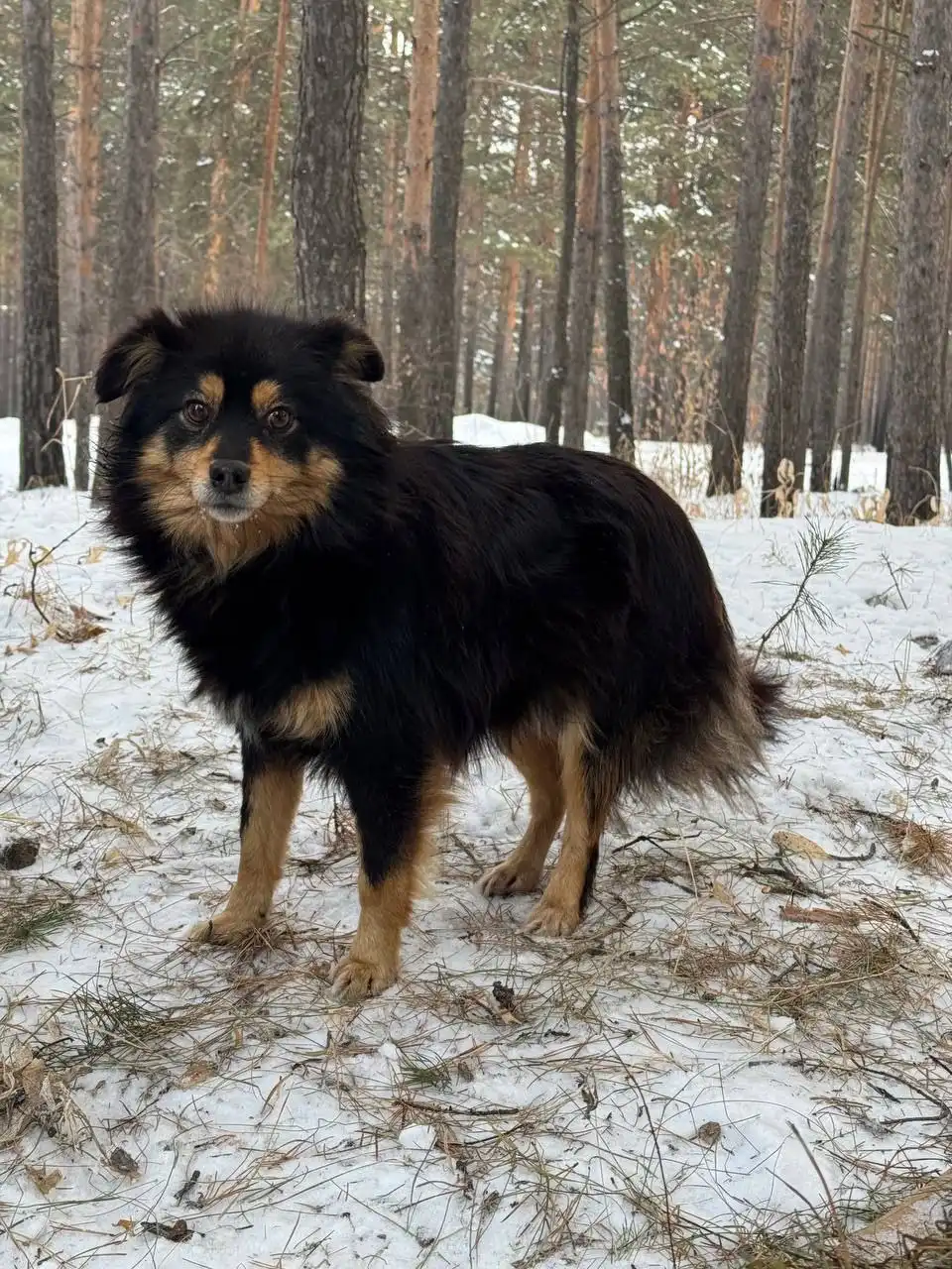 Ищу передержку или дом для собаки в Белореченском