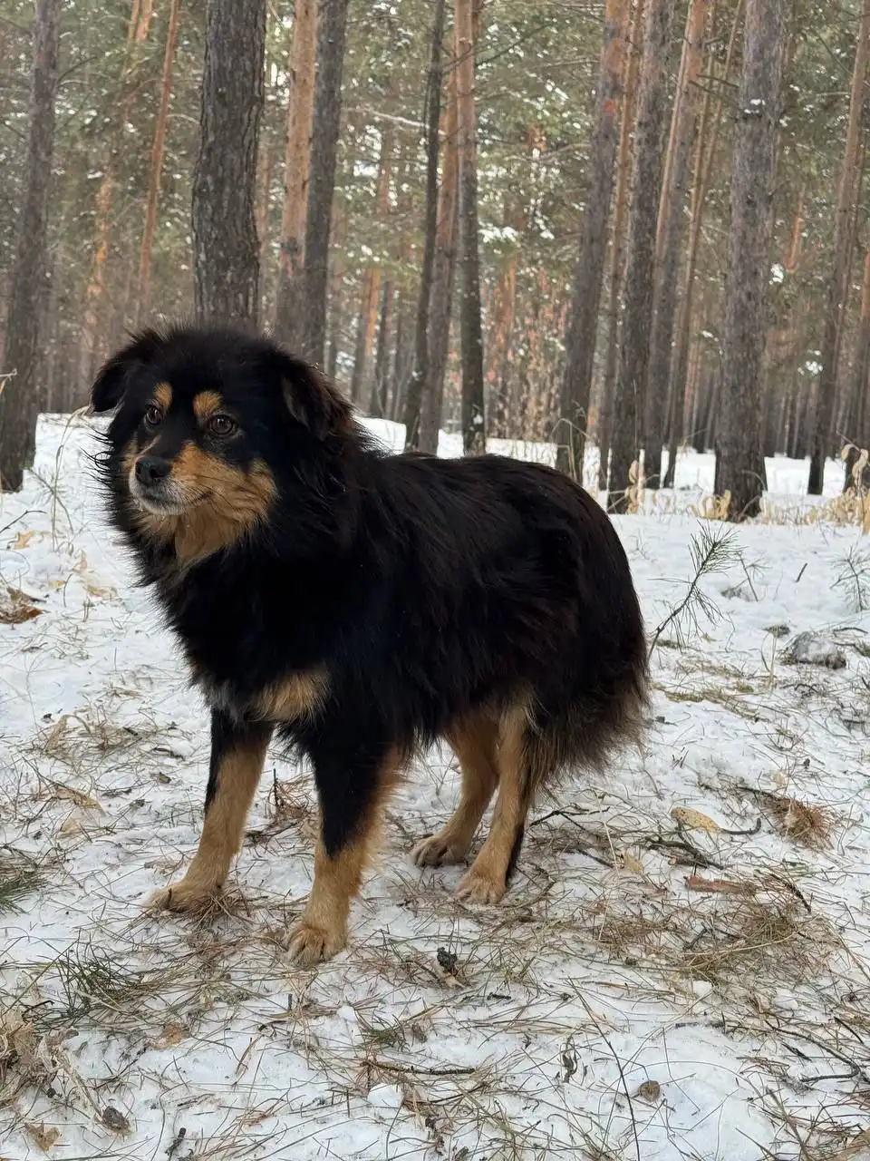 Ищу передержку или дом для собаки в Белореченском