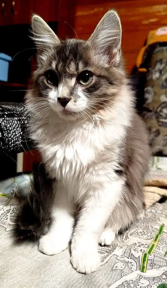 Котенок в поиске дома в Ангарске