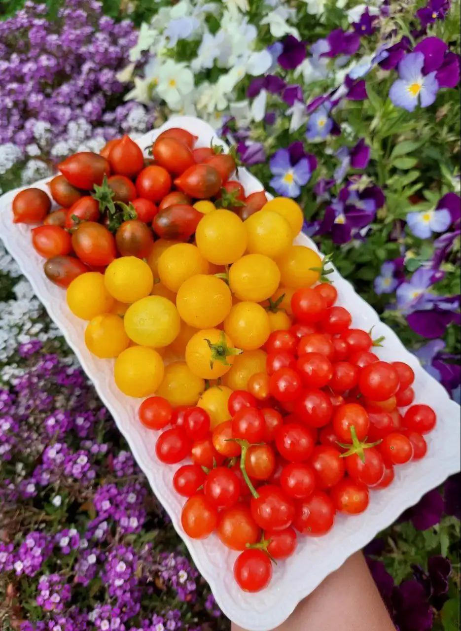 Коллекционные сортовые семена томатов и перцев для Сибирского климата