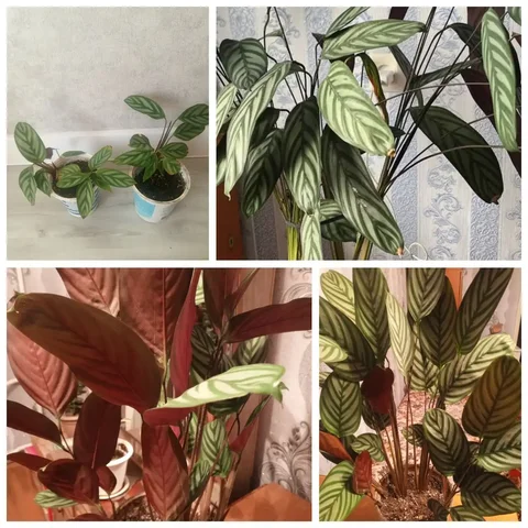 Калатея - Барахолка в Ангарск