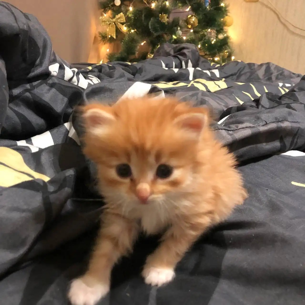 Отдам двух котят мальчиков