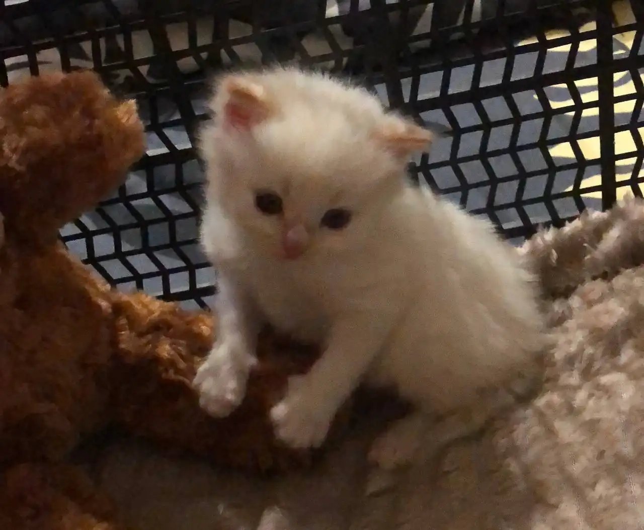 Отдам двух котят мальчиков