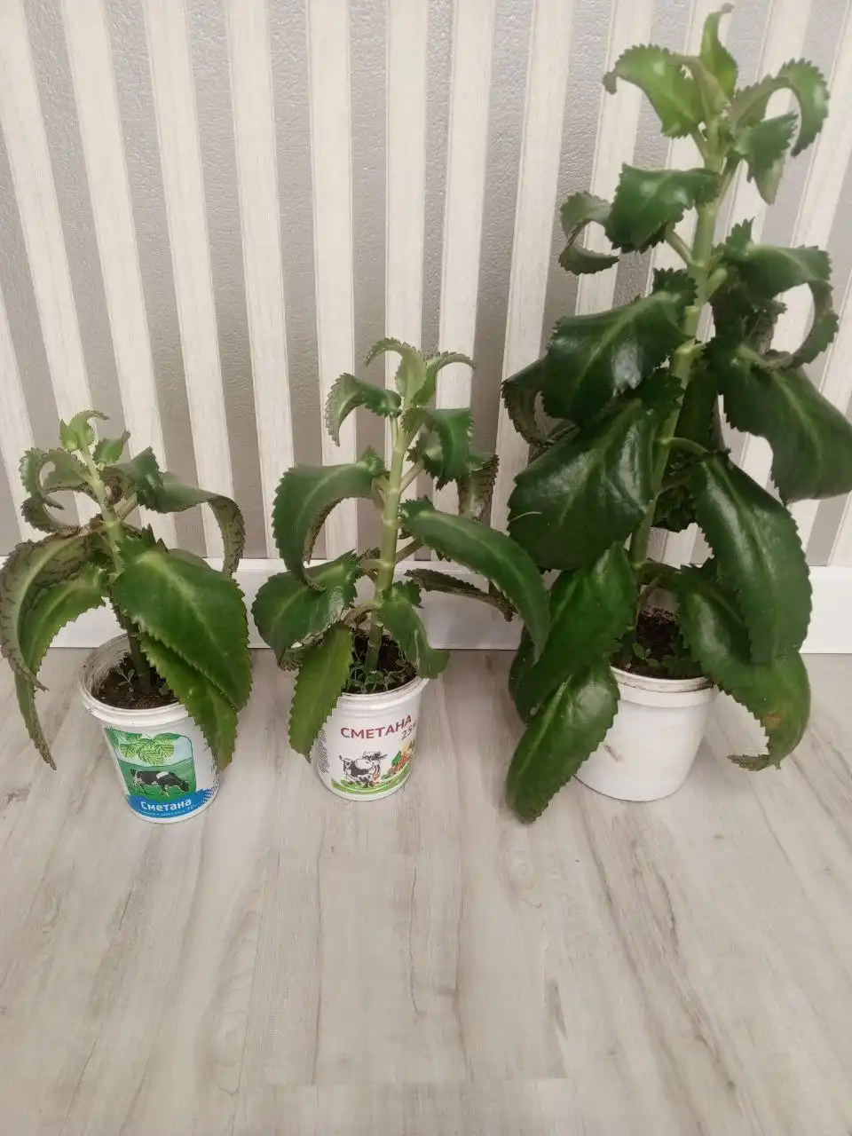 Продажа каланхоэ лечебного