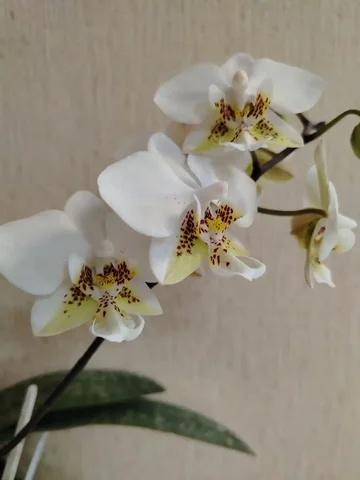 Продам орхидею Стюартиана Пико Чип - Комнатные растения в Ангарск