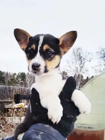 Малышка Аля ищет дом - Животные в Ангарск