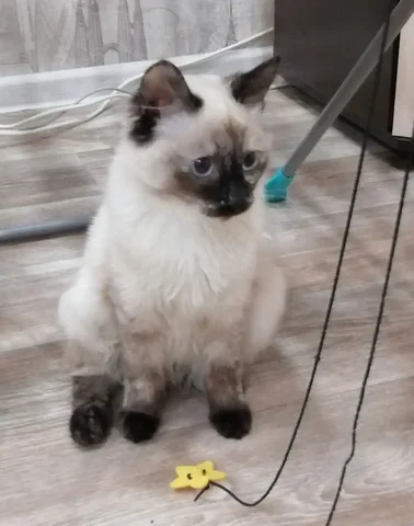 Кошка с переломом лапы ищет хозяев в Ангарске - Животные в Ангарск