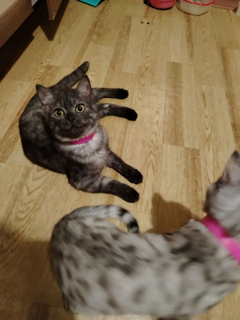 Отдам кошек: Ночька, Герция и Альфредина - Кошки (Животные) в Красноярск