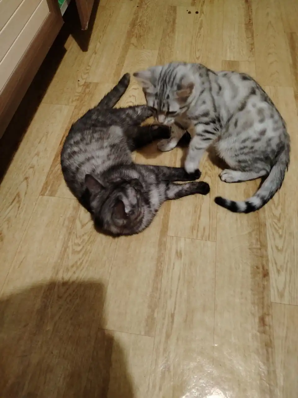 Отдам кошек: Ночька, Герция и Альфредина - Кошки (Животные) в Красноярск