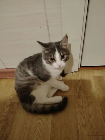 Отдам кошку в добрые руки - Кошки в Красноярск