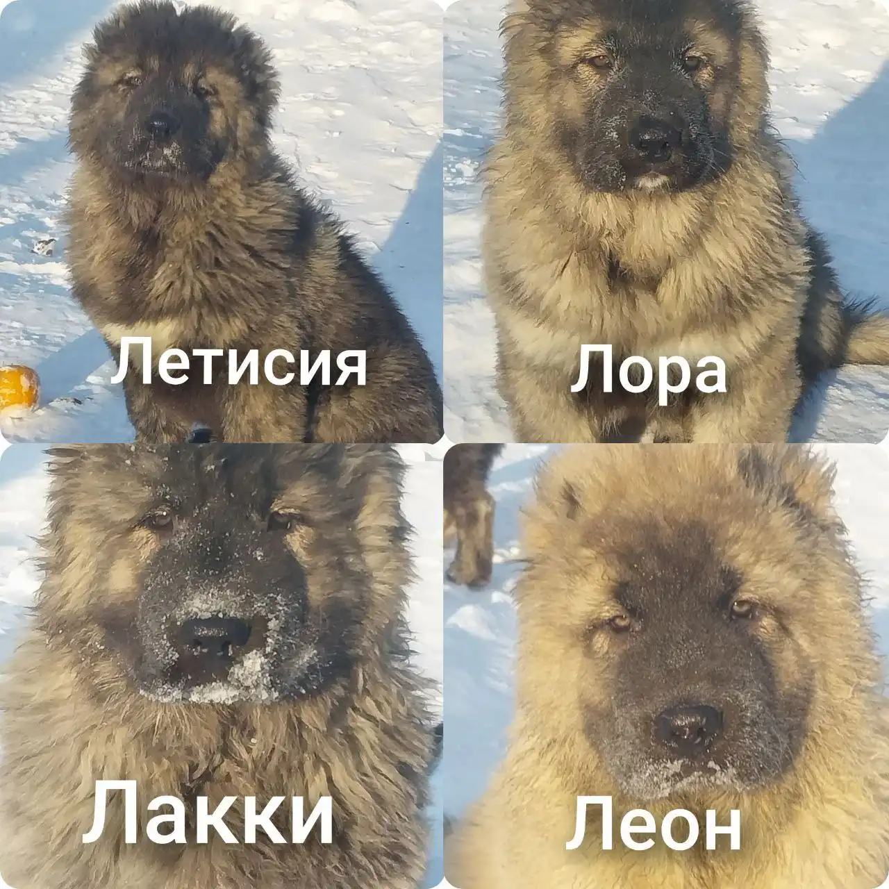 Продажа щенков кавказской овчарки - Собаки (Животные) в Ачинск