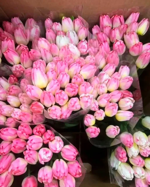 Тюльпаны к 8 марта в Красноярске - Велосипеды в Красноярск