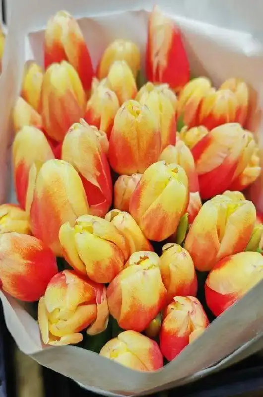 Тюльпаны к 8 марта в Красноярске - Цветы (Хобби и отдых) в Красноярск