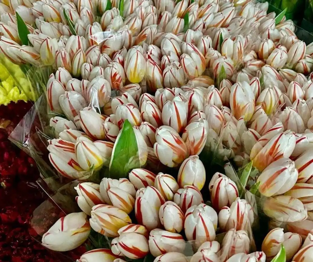 Тюльпаны к 8 марта в Красноярске - Цветы (Хобби и отдых) в Красноярск