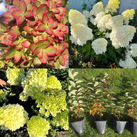 Продажа метельчатых гортензий и декоративных кустарников на сезон 2026 - Садоводство в Железногорск