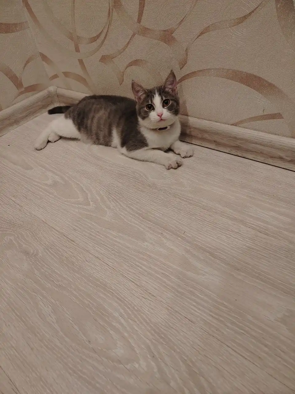 Отдам кошку в добрые руки - Кошки (Животные) в Красноярск