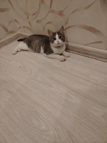 Отдам кошку в добрые руки - Корма для животных в Красноярск