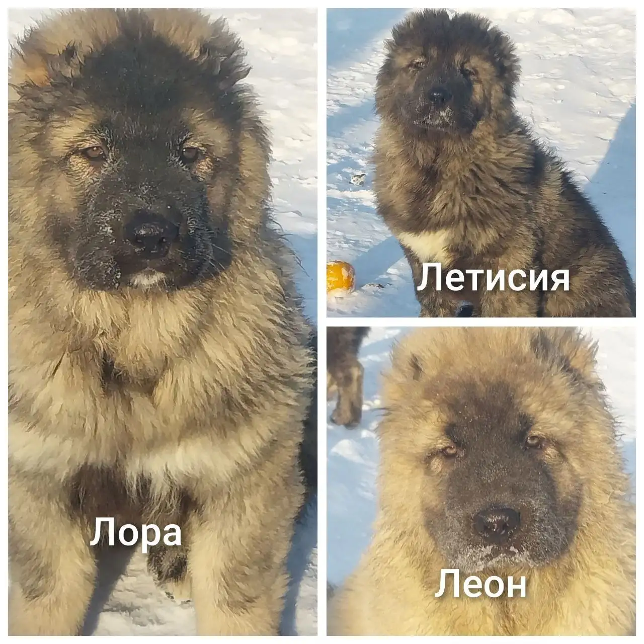 Продажа щенков кавказской овчарки - Собаки (Животные) в Ачинск