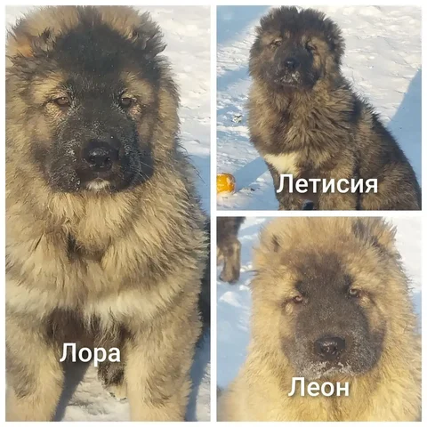 Продажа щенков кавказской овчарки - Ветеринарные препараты в Ачинск