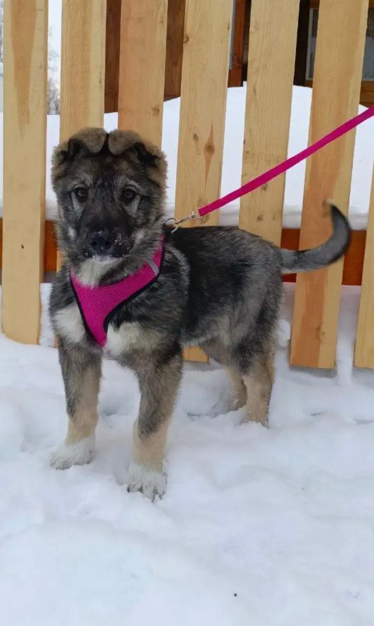 Щенок Стёпка ищет любящий дом - Собаки (Животные) в Красноярск