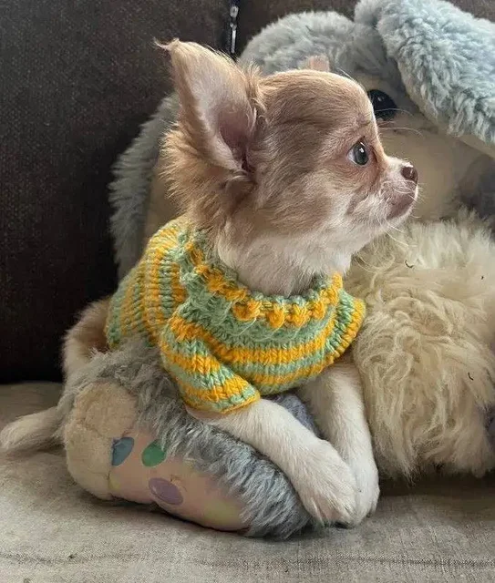 Продается чихуахуа мальчик длинношерстный - Животные в Красноярск