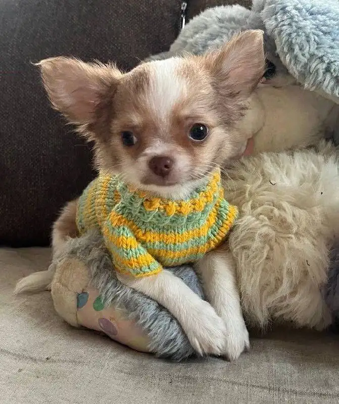 Продается чихуахуа мальчик длинношерстный - Собаки (Животные) в Красноярск