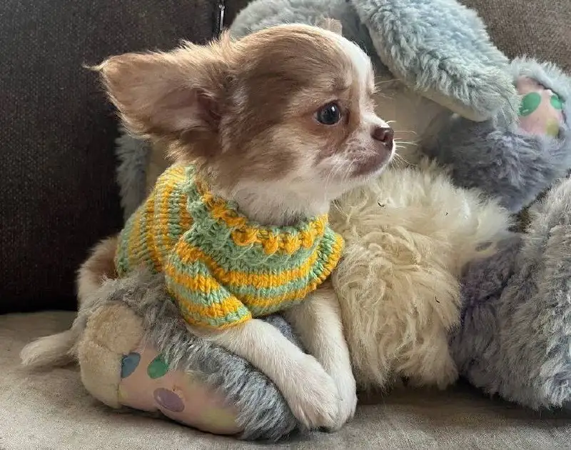 Продается чихуахуа мальчик длинношерстный - Собаки (Животные) в Красноярск