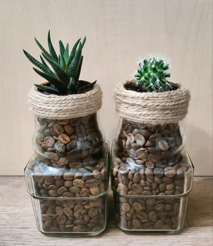 Кактусницы с суккулентами Хавортия и кактусом Маммиллярия - Лотерея/Розыгрыш в Красноярск