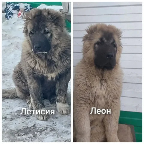Продажа щенков кавказской овчарки - Ветеринарные препараты в Ачинск