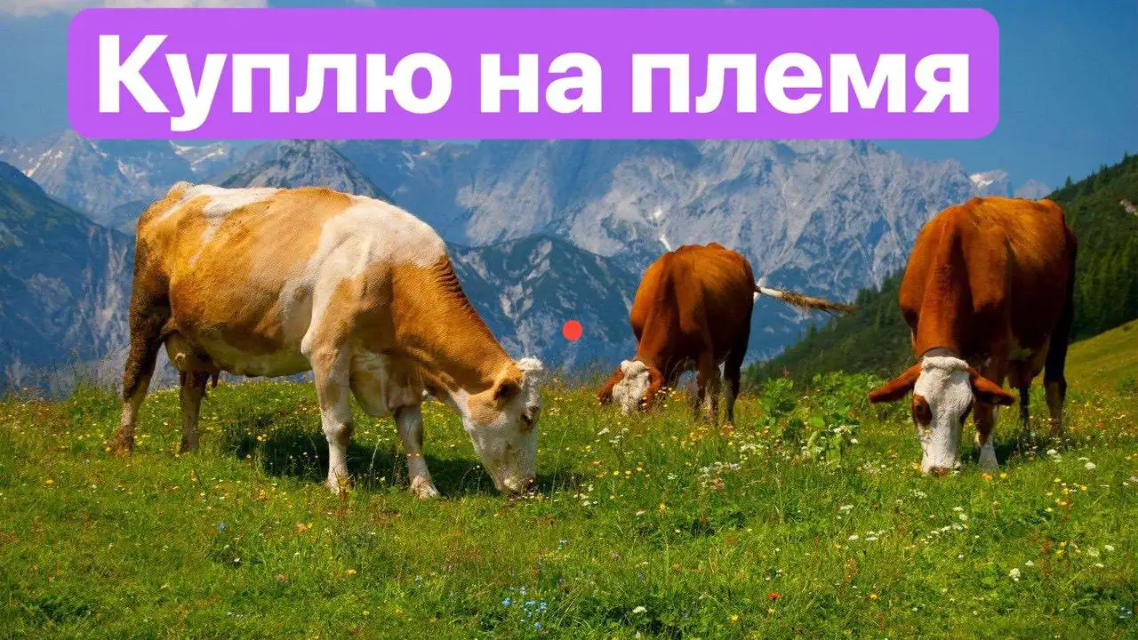 Покупка крупного рогатого скота - Крупный рогатый скот (Животные) в Красноярск