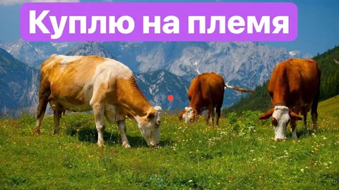 Покупка крупного рогатого скота - Крупный рогатый скот в Красноярск
