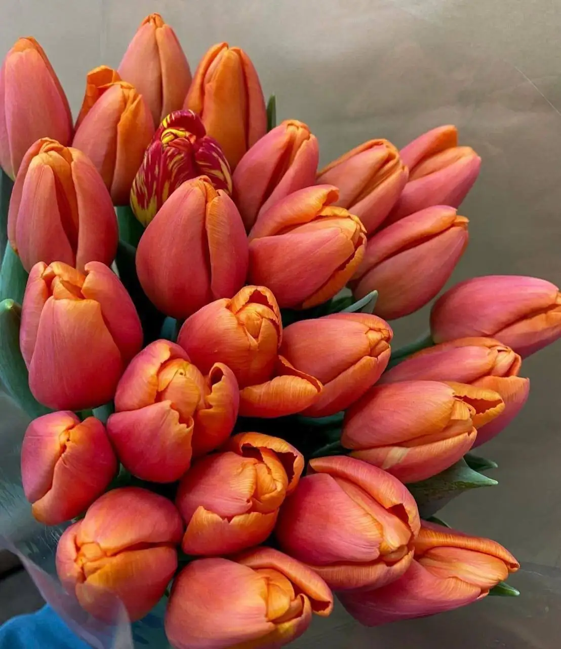 Тюльпаны к 8 Марта с доставкой - Цветы (Хобби и отдых) в Красноярск