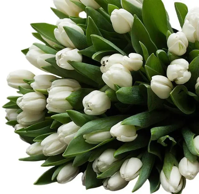 Предзаказ тюльпанов к 8 марта - Растения/Цветы в Красноярск