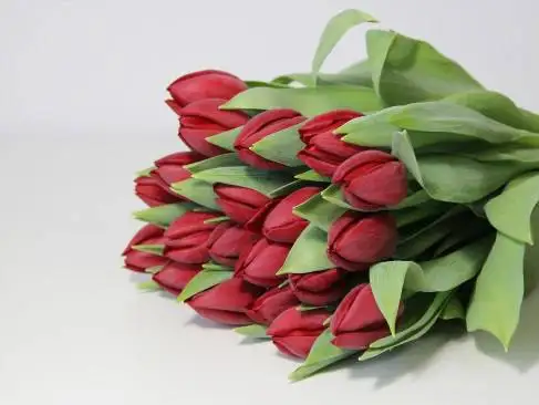 Предзаказ тюльпанов к 8 марта - Растения/цветы (Хобби и отдых) в Красноярск