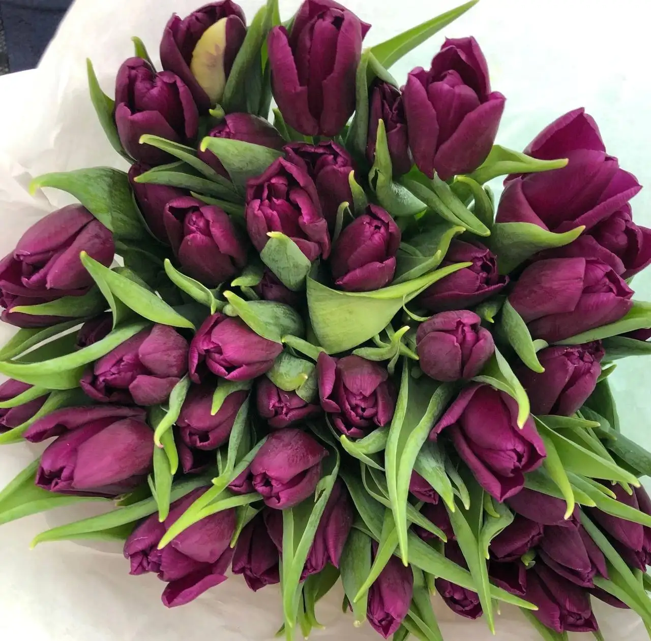Предзаказ тюльпанов к 8 марта - Растения/цветы (Хобби и отдых) в Красноярск