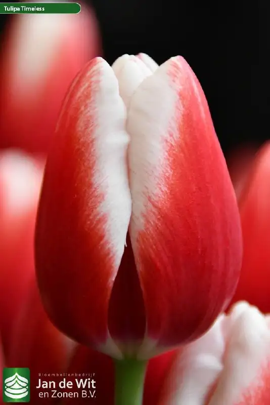 Предзаказ тюльпанов к 8 марта - Растения/цветы (Хобби и отдых) в Красноярск