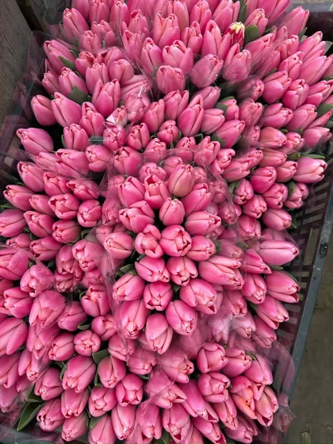 Предзаказ тюльпанов на 8 Марта от Краснодарского края - Растения/Цветы в Красноярск