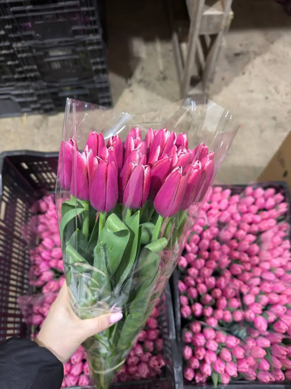 Предзаказ тюльпанов на 8 Марта от Краснодарского края - Цветы (Хобби и отдых) в Красноярск